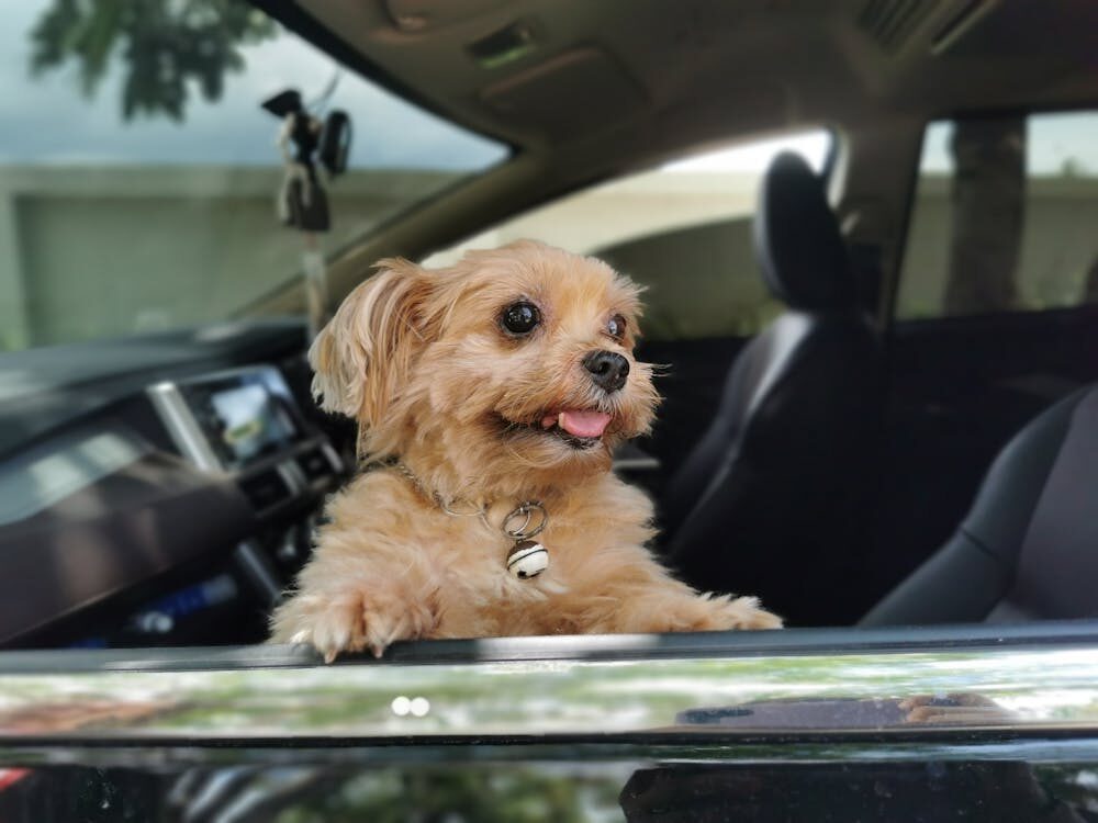 A small, fluffy dog with a bell collar is joyfully looking out of a car window with its front paws resting on the door