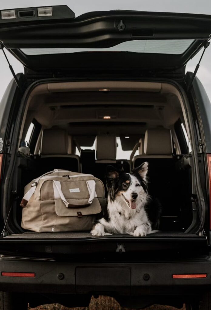 This photo shows luggage bags and a pet sitting in the trunk of a van
